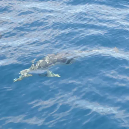 شقة Paradise Court *